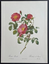 Botanique Rosier d’Amour par