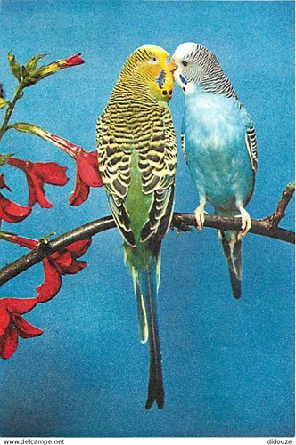 Carte postale animaux - carte,