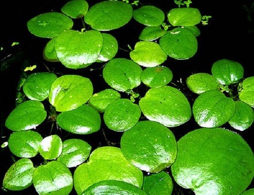 Limnobium laevigatum x - limnobium,