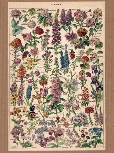 Lithographie ancienne fleurs - lithographie,