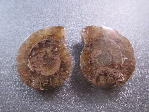 Pair madagascar ammonite - madagascar,