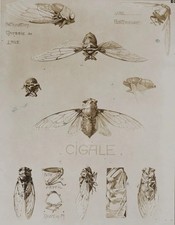 Mathurin MEHEUT : La Cigale