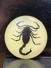 Real Black Scorpion - Resin