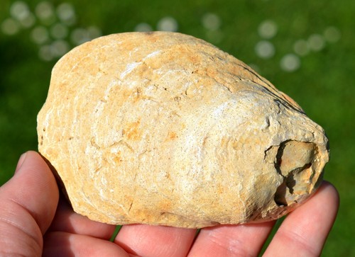 Huitre fossile crassostrea - -,