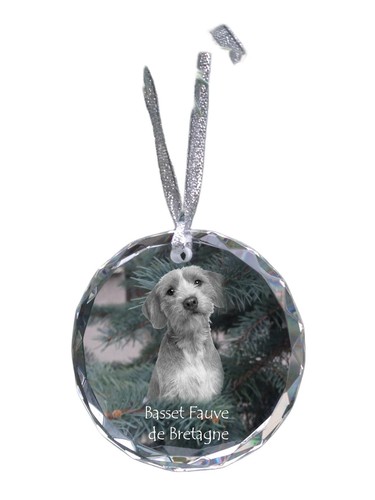 Basset fauve bretagne - bretagne,