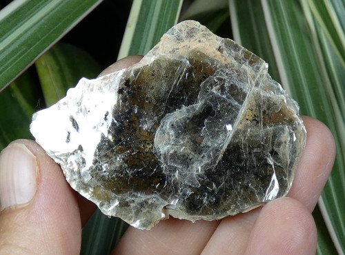 Feuille muscovite gris - feuille, de