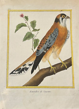 OISEAUX RAPACE Émérillon de Cayenne – Buffon & Martinet – 1770 COLORIS d'EPOQUE