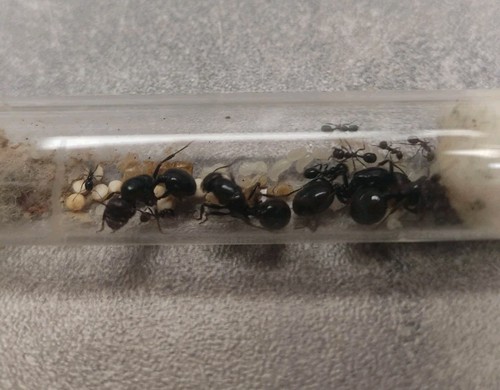 Fourmis messor barbarus - fourmis,
