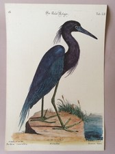 Catesby / Seligmann * Planche 14/56 * Gravure Ornithologique * Héron Bleu