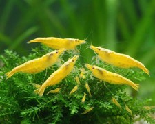 Lot De 10 Crevettes Jaune