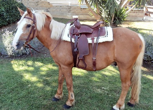 Selle western lakota - western, cuir