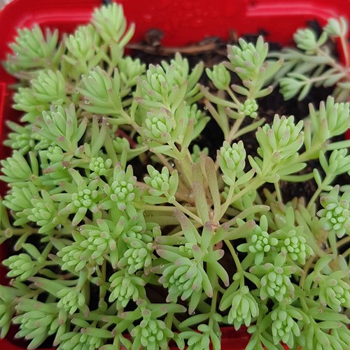 Sedum hispanicum minus - hispanicum, 'minus'