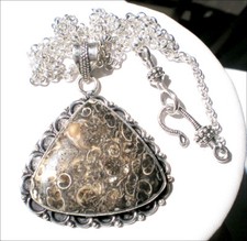 Coquillage Fossile Turritella