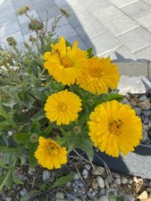 Sachet XXL de 100 graines de Soucis – Fleurs annuelles colorées