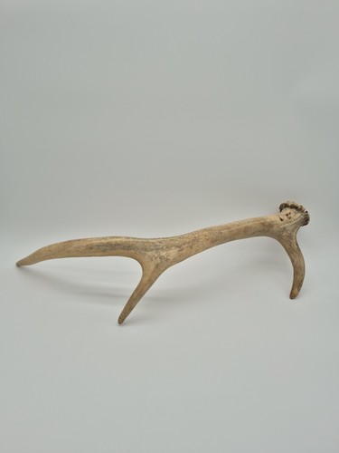 Bois cerf - de,