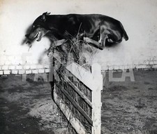 Photo de presse vintage Animaux Milano Chien Saut Obstacles Années 60 tirage