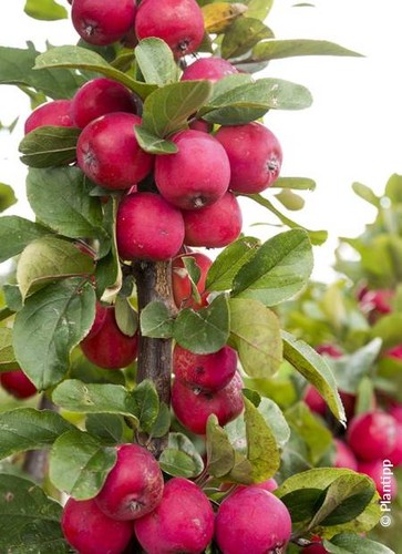 Malus transitoria appletini - transitoria, appletini®