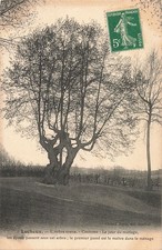 80 LUCHEUX L ARBRE CREUX