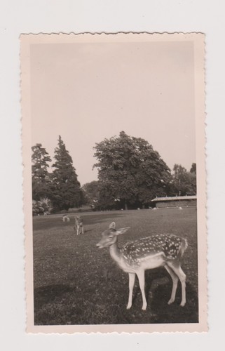 Photo ancienne faon - ancienne,