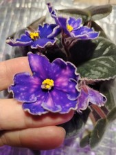 Saintpaulia « Dance of the