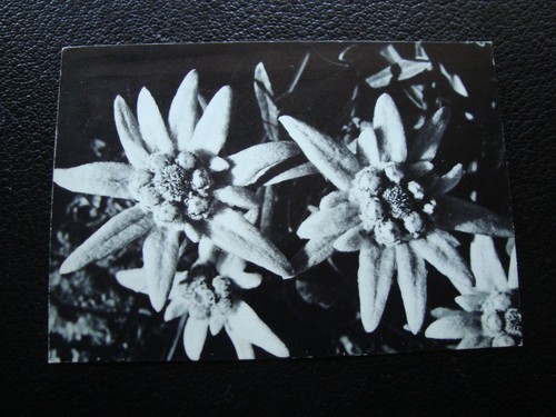 France carte postale 1977 - -,
