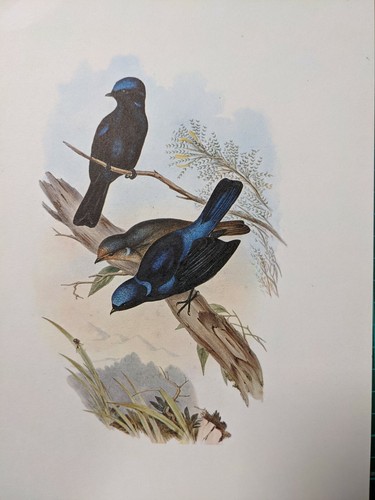 1969 imprimé oiseau - 1969,