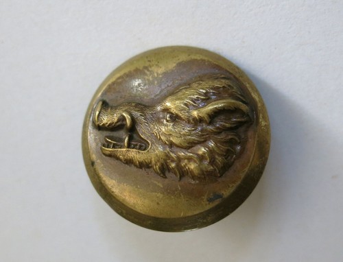 Sanglier très beau - beau, bouton