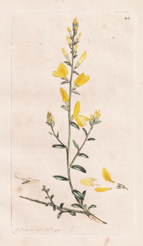 Genista tinctoria
