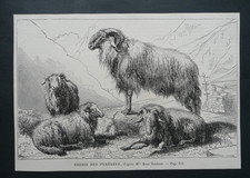 Ancienne GRAVURE du XIXe S