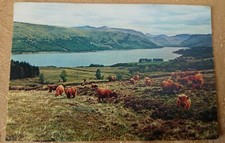 Postcard - Highland Cattle by