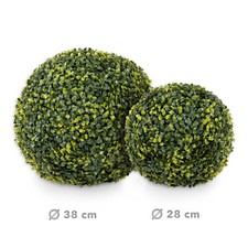 Boule de Buis Boxwood Plantes