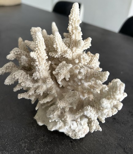 Corail