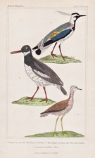 Vanneau Huppé Kiebitz Huîtrier Oystercatcher Oiseaux Litho Cuvier 1835