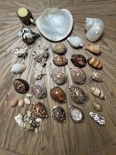 COQUILLAGES  Lot Collection Turbo Nacre Murex Cypraea Oliva miniacea  tortue