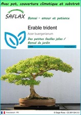 SAFLAX - Garden to go - Erable