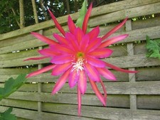 4 graines d' EPIPHYLLUM