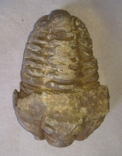 Fosile trilobite arthropode - fosile,