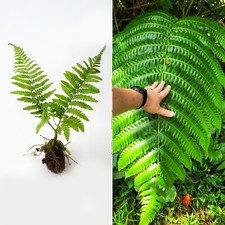 EX RARE : LIVE Bare : Cyathea