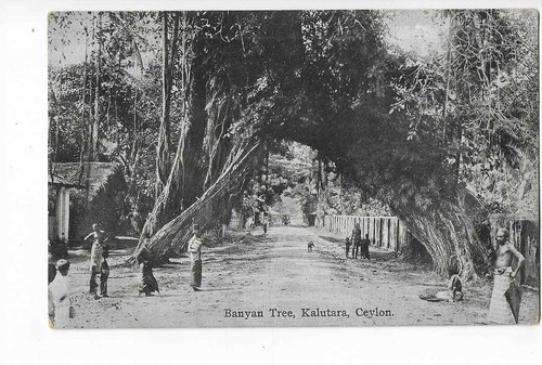 Sri lanka ceylon banyan tree - ,