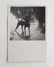 Chien noir flaque d'eau relfet pluie caniche - Photo ancienne snapshot