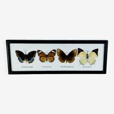 Cadre papillons naturalisés