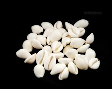 Lot 50 Perles Cauris Entiers