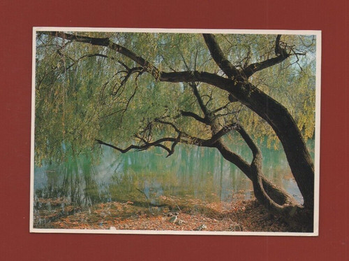 Saule pleureur - ,