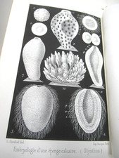 ERNST HAECKEL HISTOIRE