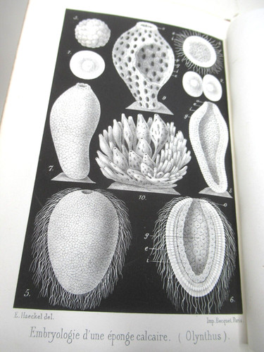 Ernst haeckel histoire - ernst,