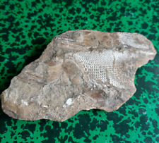 Empreinte poisson, fossile