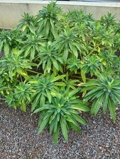 Euphorbia Stygiana (Rare plant