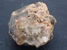 Bois fossilisé pétrifié (poli des deux cotés) Madagascar