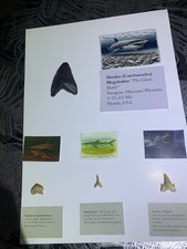 Lot de 4 dents fossiles – Requins préhistoriques (Megalodon, Otodus, Squalicorax