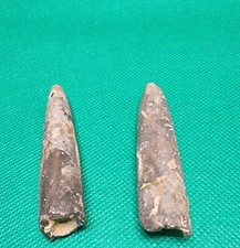 Fossile bélemnites mollusques